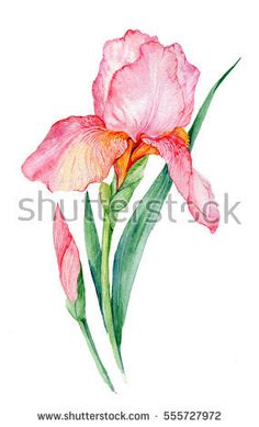 watercolor painting of pink flower on white background with clipping for text or image