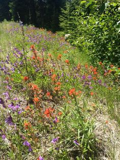 wildflowers and other flowers growing in the grass on a hillside near some trees