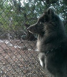 a dog sitting behind a chain link fence looking at something in the distance on the ground