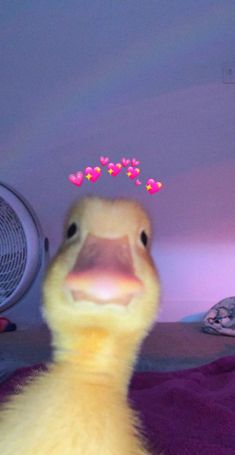 a close up of a duck on a bed