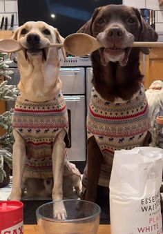 two dogs wearing sweaters while sitting in front of a counter with food and drink