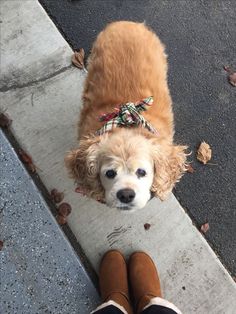 a dog with a bow on its head standing next to someone's feet