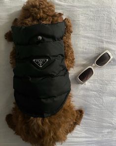 a brown dog wearing a black jacket and sunglasses on top of a white blanket next to a pair of sunglasses