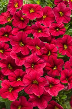 red flowers are blooming in the garden