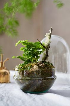 a glass bowl filled with green plants on top of a white table covered in moss