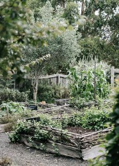 an outdoor garden with lots of plants and trees