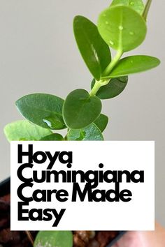 Mastering Hoya Cumingiana Care Made Easy! Discover simple tips to nurture this stunning Hoya variety. Learn about its light, watering, and humidity needs for thriving growth. Get ready to enjoy the exotic blooms and cascading foliage of Hoya Cumingiana. Don't miss this essential guide to keeping your Hoya healthy and happy IG Photo by: hoyaappreciation Hoya Cumingiana, Rooting Hormone, Root Rot, Healthy And Happy, The Soil, Plant Care, Secret Garden, Indoor Plants