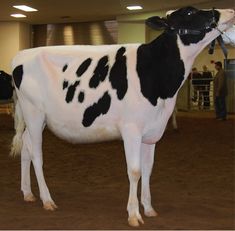 Is Your Heifer Fit to Show? A Guide to Fitting and Showing Dairy Animals | UGA Cooperative Extension Show Time, Pet Health, Dairy, Animals