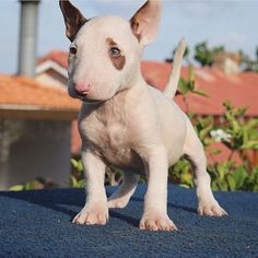 a small white dog standing on top of a blue blanket