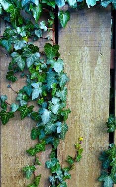 ivy growing up the side of a wooden fence, with green leaves on it's sides