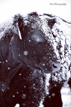 a black cow standing in the snow with it's nose covered by snowflakes