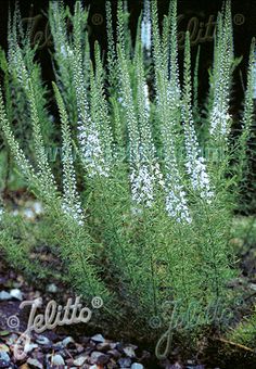 some white flowers and green leaves on the ground