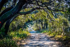 a dirt road surrounded by trees and grass