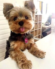 a brown and black dog sitting on top of a white counter next to a window