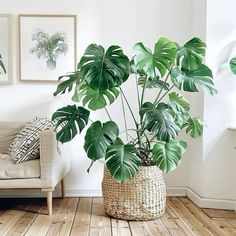 a large plant in a woven basket sitting on the floor next to a couch and chair