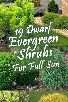 Shrubs For Full Sun, Frontyard Landscape, Full Sun Landscaping, Full Sun Garden, Full Sun Shrubs, Landscape Backyard, Landscape Layout