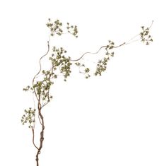 a tree branch with small green leaves on it's branches, against a white background