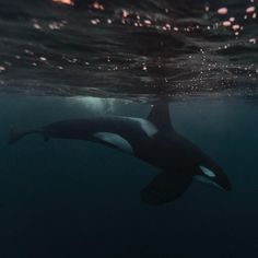 an orca swims under the water at night