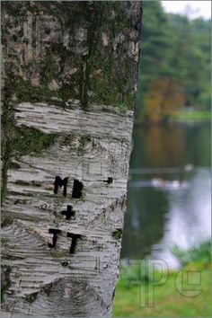 a tree that has been carved into the side of it with numbers painted on it