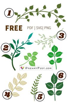 the different types of plants and leaves are shown in this graphic guide for beginners