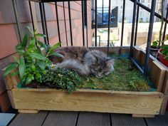 a cat that is laying down on some grass in a planter with potted plants