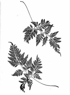 two black and white drawings of leaves on a white background, one with long thin stems