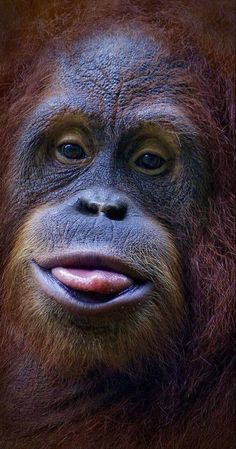 an adult oranguel looking at the camera