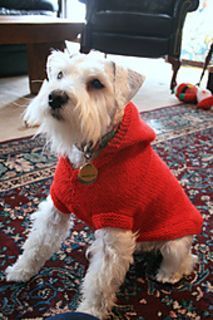 a small white dog wearing a red sweater sitting on top of a carpeted floor