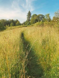 a path in the middle of a field with tall grass and trees on both sides