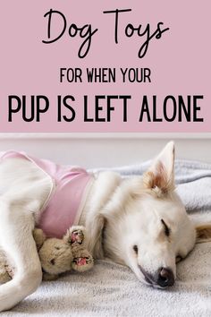 a white dog laying on top of a bed next to a teddy bear wearing a pink shirt