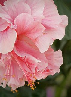 a pink flower with green leaves in the background