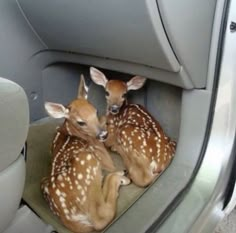 two baby deer sitting in the back seat of a car