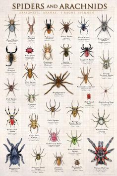 the spider and arachnids poster is shown in various colors, sizes and shapes