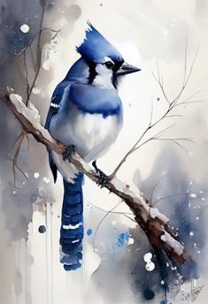 a blue and white bird sitting on top of a tree branch with snow around it