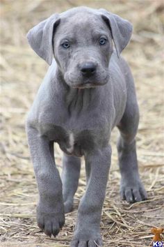 a gray puppy standing on top of dry grass and looking at the camera with blue eyes