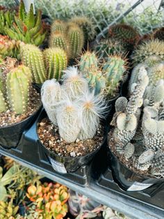 many different types of cacti in pots