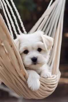 a small white dog laying in a hammock