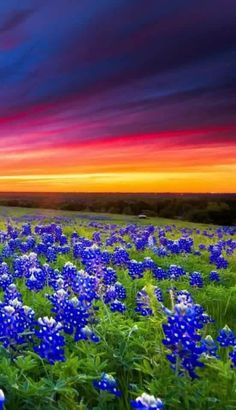 a field full of blue flowers under a colorful sky