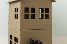 a cat sitting in front of a cardboard house