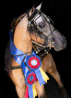 a brown horse with a blue ribbon around it's neck