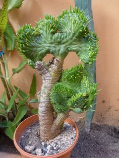 a potted plant with green leaves and rocks in front of a tan colored wall