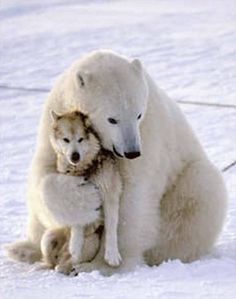 a polar bear hugging a dog in the snow with caption that reads, i need a bear hug