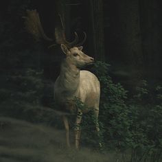 a white deer standing in the middle of a forest