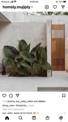 an instagramted photo of a house plant