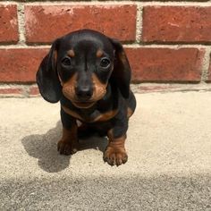 a small black and brown dog sitting on top of a cement floor next to a brick wall