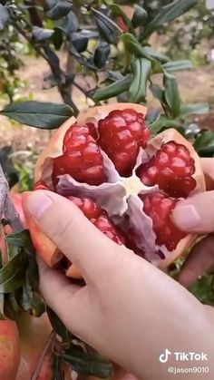 Weird Fruit, Food Carving, Food Garnishes, Container Gardening Vegetables