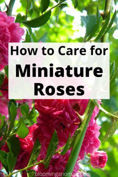 pink flowers with the words how to care for miniature roses in front of green leaves