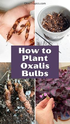 how to plant oxalis bulbs in the garden and on the ground with text overlay that reads, how to plant oxails bulbs