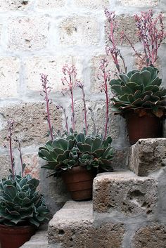 three potted plants sitting on top of stone steps