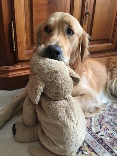 a dog is holding a stuffed animal in its mouth